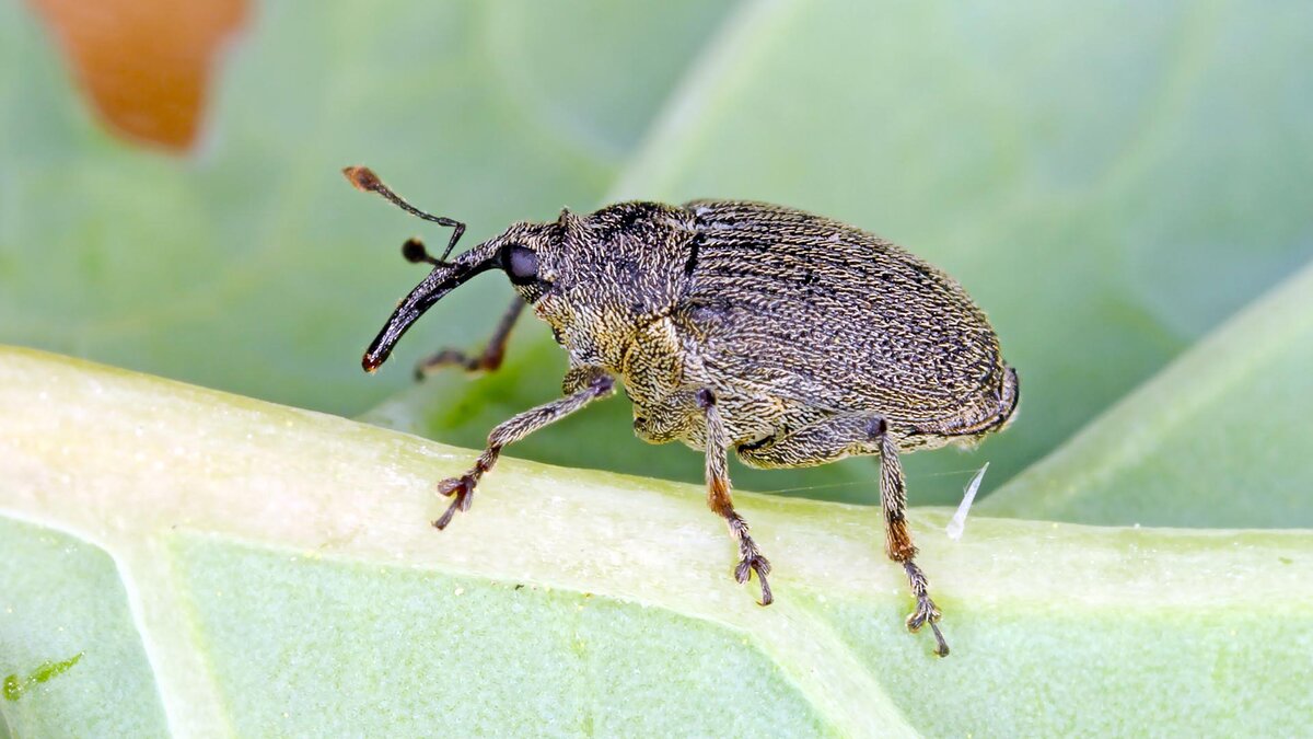 Имаго стеблевого капустного скрытнохоботника