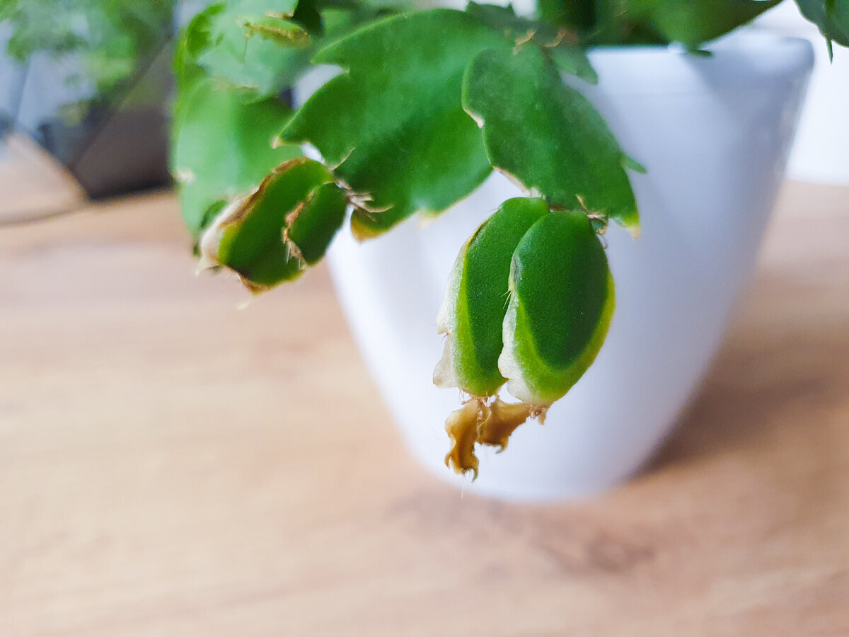 Зрелище было печальным