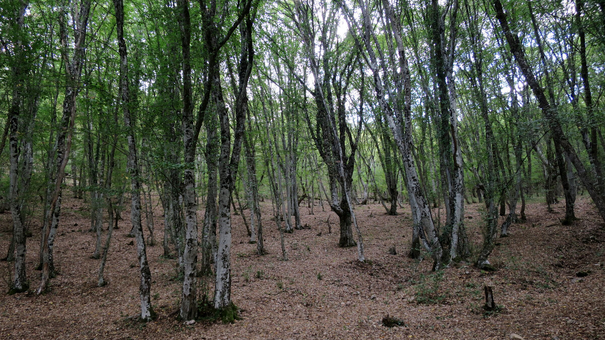 Буковый лес у Черной реки