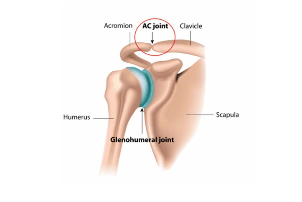 Ключично-акромиальный сустав (AC joint)