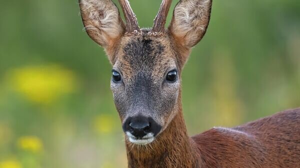   CC BY 2.0 / CAZA LEGG / Roe Deer - Buck