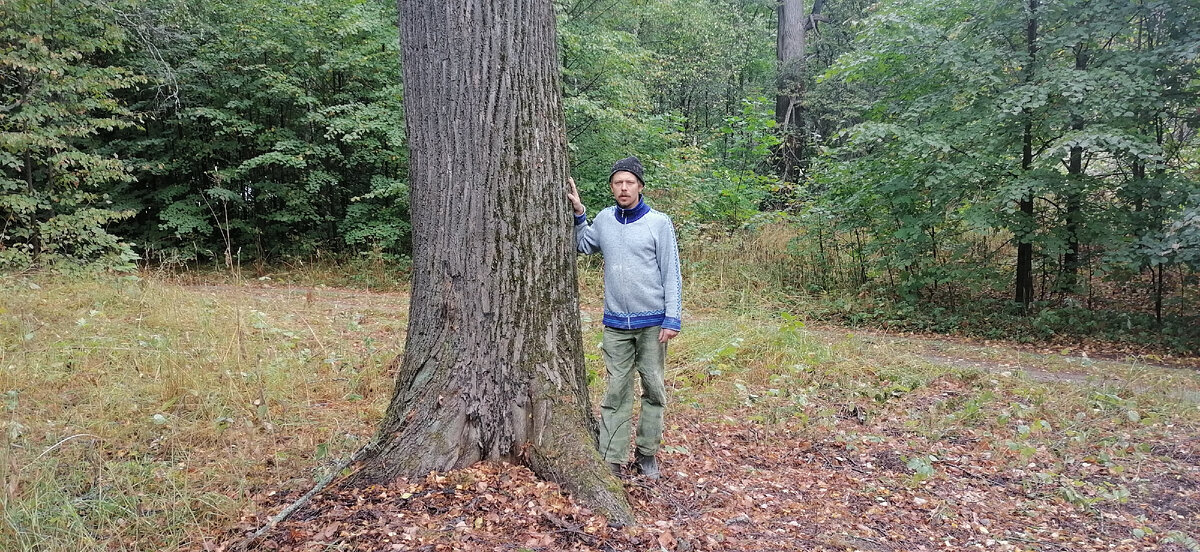 Липа диаметром более 1 метра
