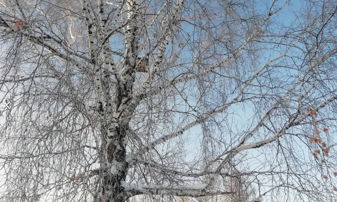 Фото опять не в тему, но берёза красивая