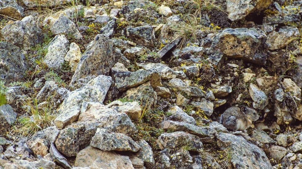 Замаскированный или замаскированы. Найди животное. Искусство маскировки. Маскировка животных в природе. Животные мастера маскировки.