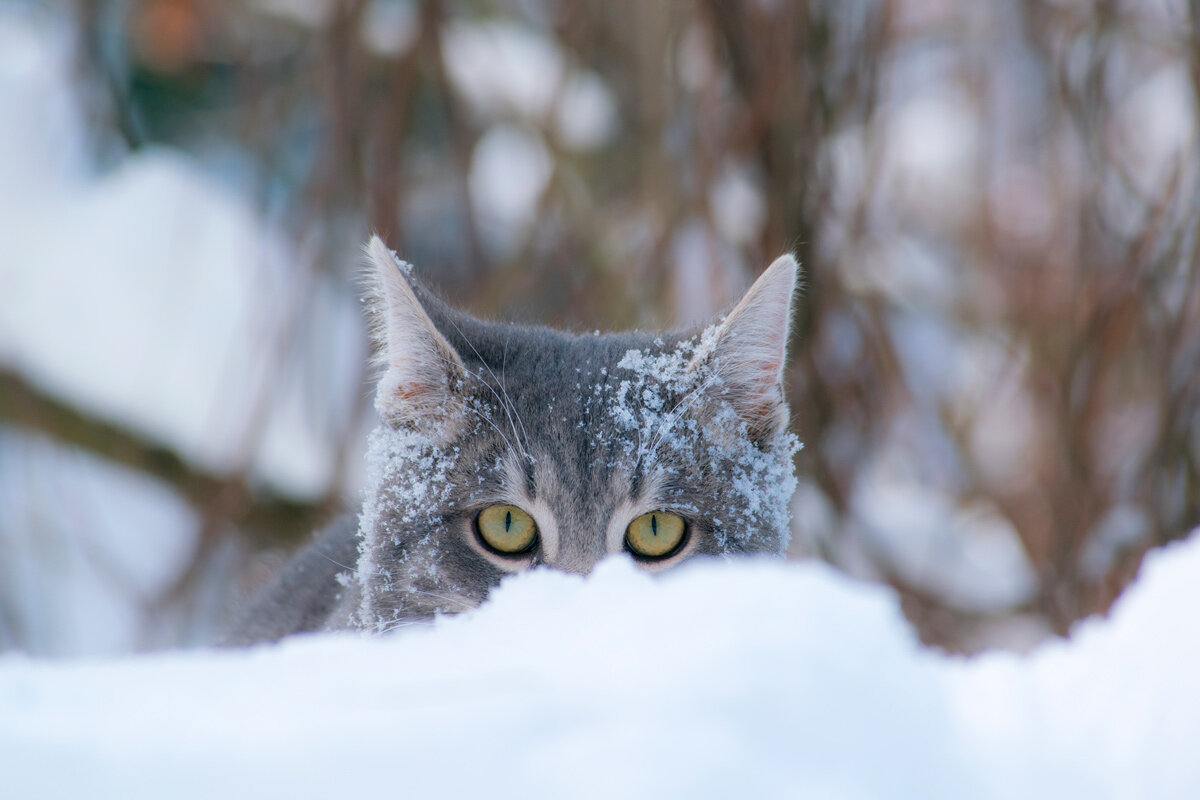    Фото: Matej Ondov / Shutterstock.com