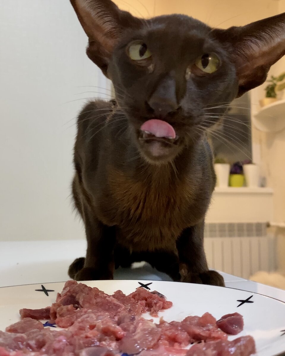 Ага, научишь😺😸😹