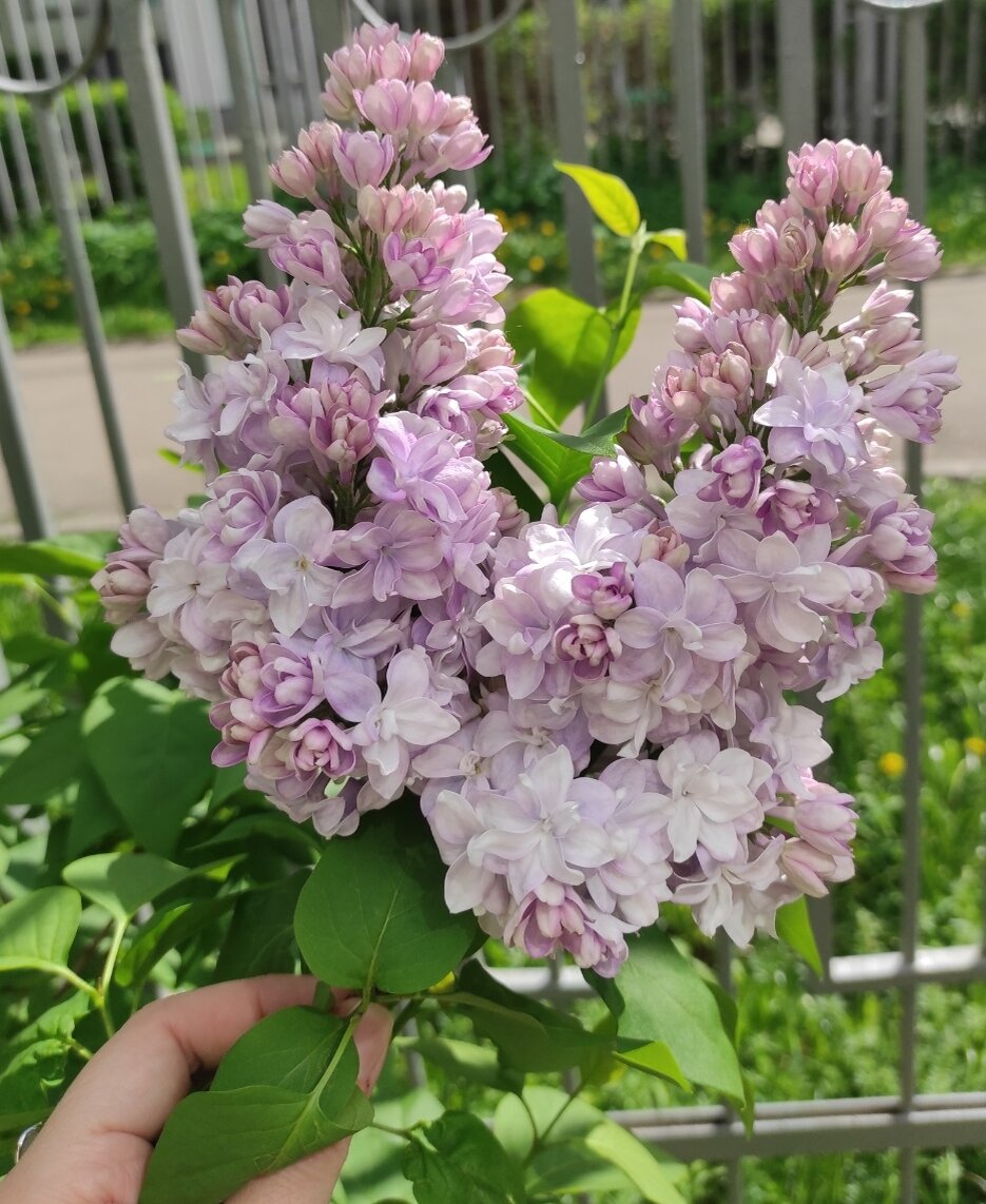 Фото сделано автором