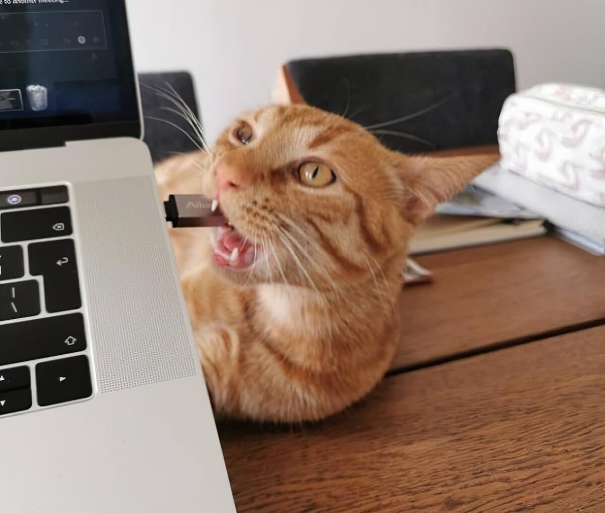 Рыжик и "флешка". Источник фото: https://pressa.tv/prikolnoe/102864-prikolnye-fotografii-subbotniy-vypusk.html