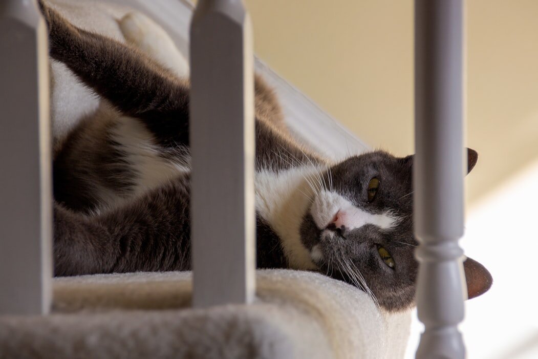 Кто знает, чем занимается кошка, пока вас нету дома? Фото: freepik.com