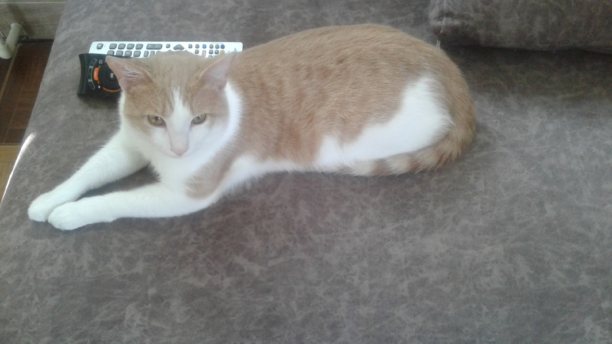 А это отдыхает мой Персик..