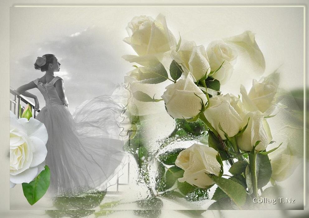 Нежные белые цветы. Белые розы. Белый цветок нежность. Открытки с белыми розами. Нежная стихи ру