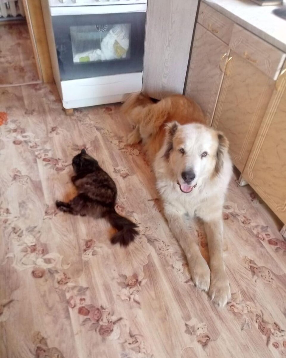 Котик не маленький, это Дёма большой