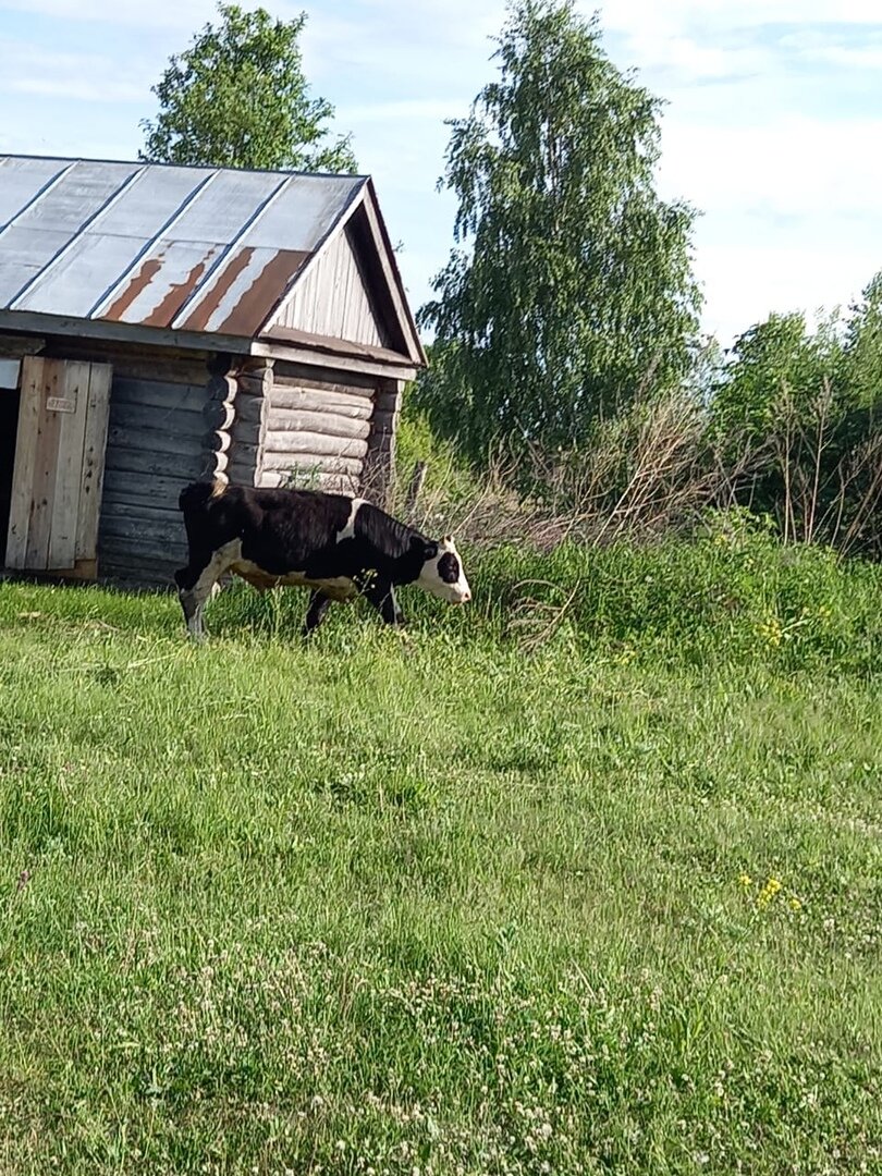 Сын ночки, подрос за зиму.