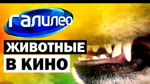 Галилео дзен. Галилео дзен. Галилео эксперимент горящий гвоздь. Галилео дзен. Галилео дзен.