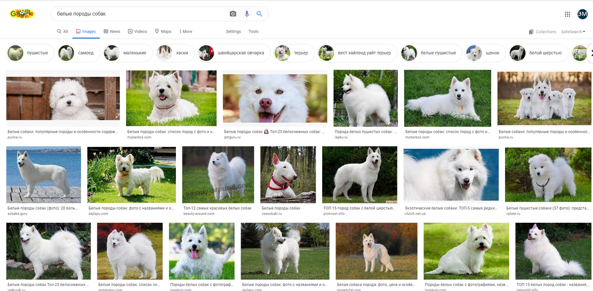 Большие белые собаки