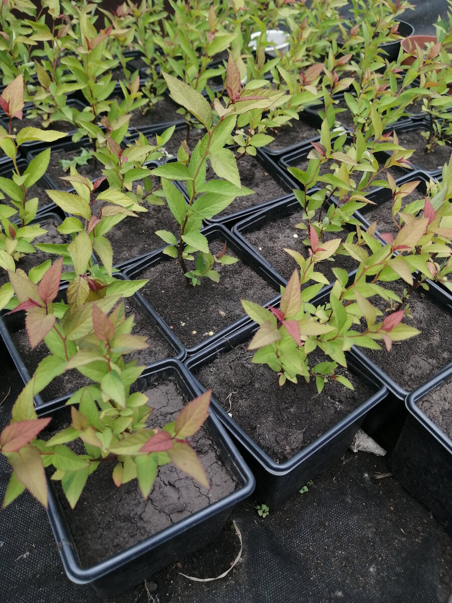 Это только небольшая часть моих растений