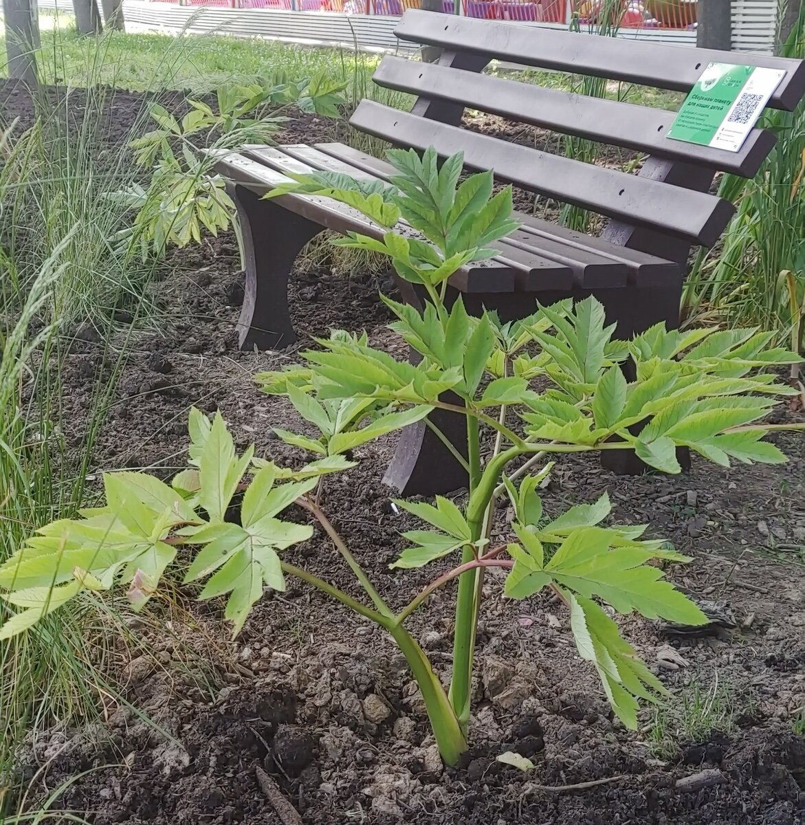 эко-скамья с дудником гигантским на переднем плане
