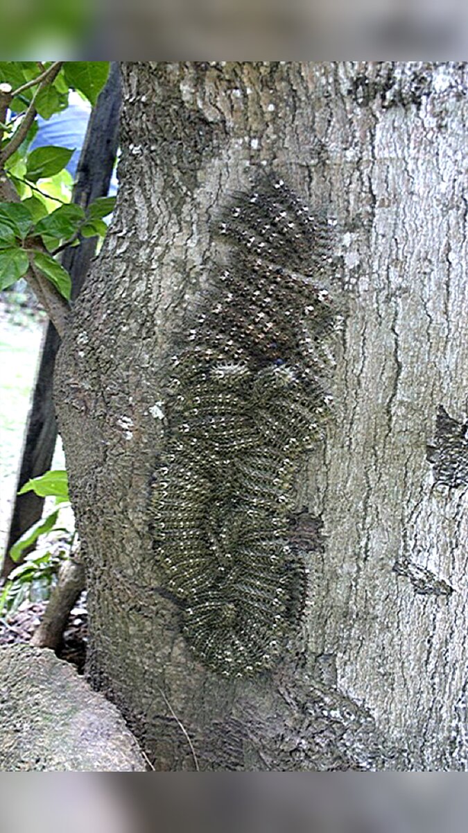 Гусеницы бабочки Lonomia obliqua