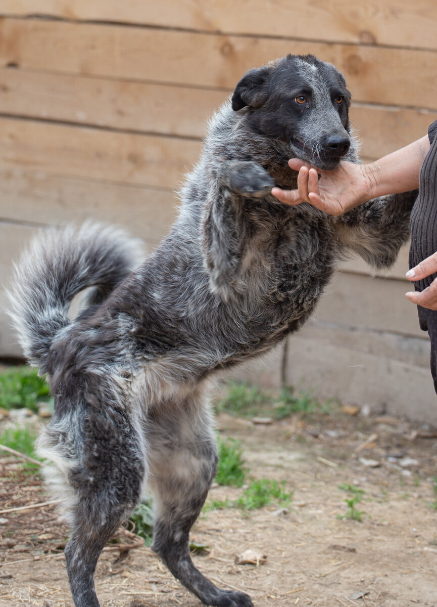 На фото наша Дымка, девчонка ищет дом