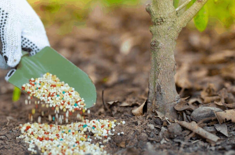 Подкормка молодых деревцев
