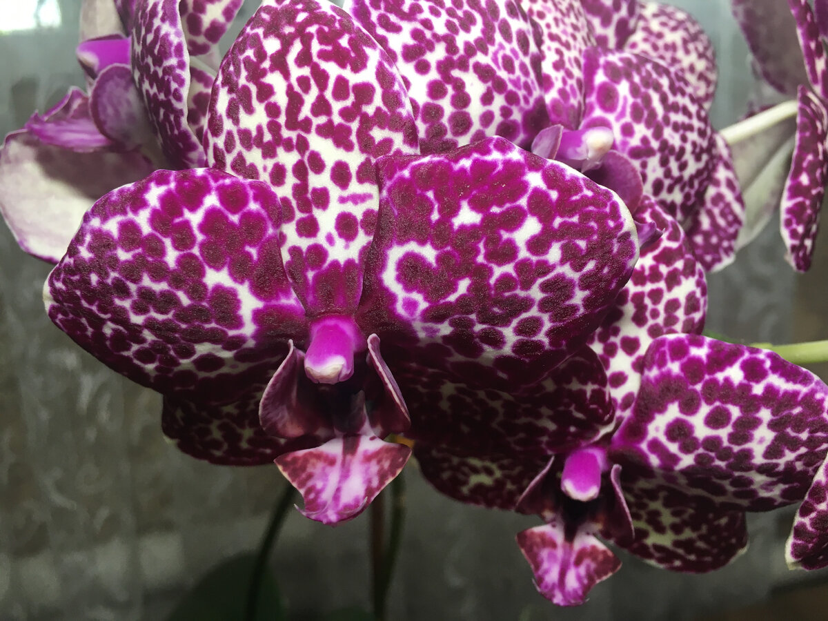 орхидея фаленопсис дикий кот фото