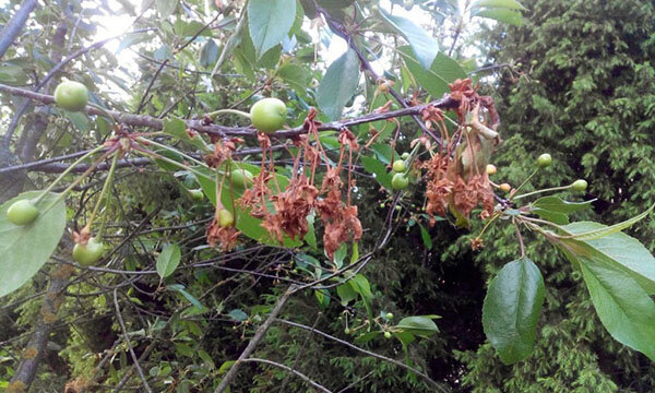 Вот так выглядит эта зараза