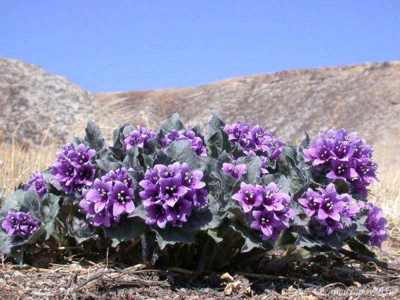 Физохлайна физалисовая. Фото в Даурском заповеднике, Забайкальский край, сайт daurzapoved.com