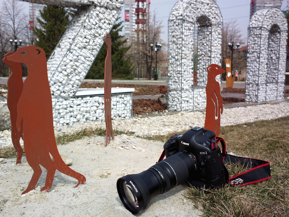 Canon EOS 1D Mark III + Canon EF 75-300mm 1:4-5.6 III + Olympus TCON14B