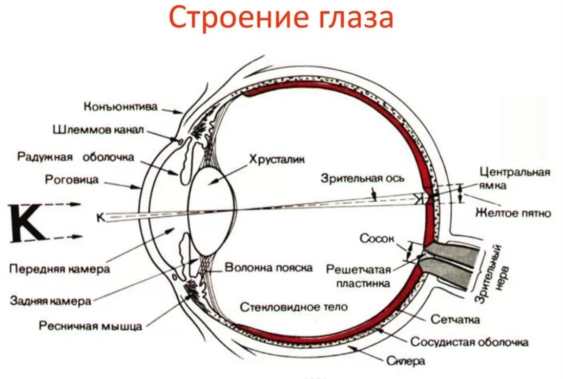 Строение глаза человека