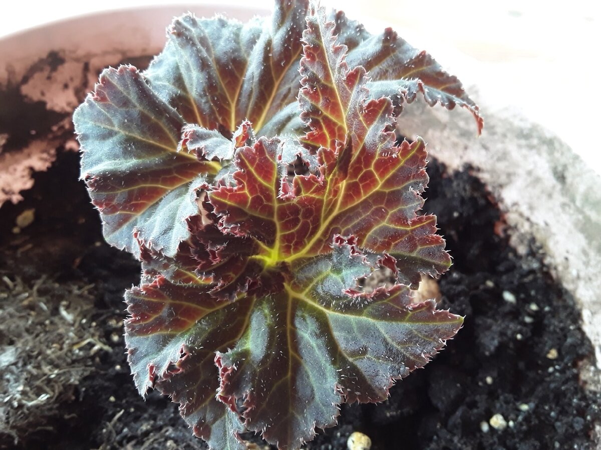 У тех клубней, что пришли проснувшимися, лист крупнее