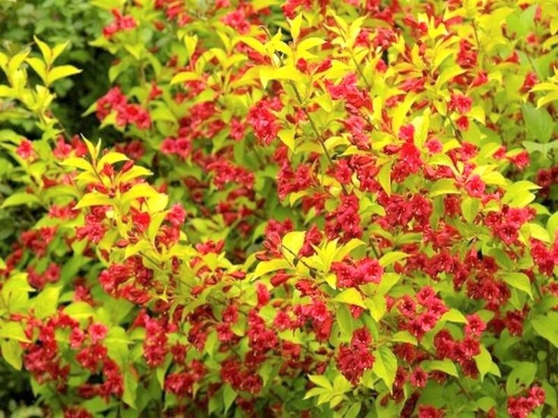  Вейгела Looymansii Aurea. Фото с сайта: https://goo.su/6joG9xz