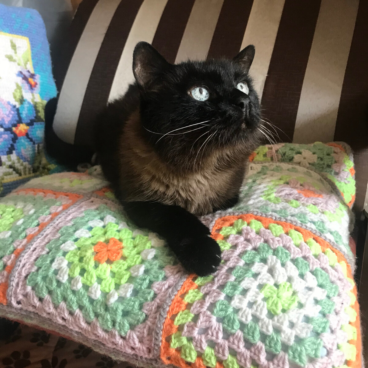 Кот, кстати,  "шедевр" не оценил и спит на обычном пледе и на своей лежанке)