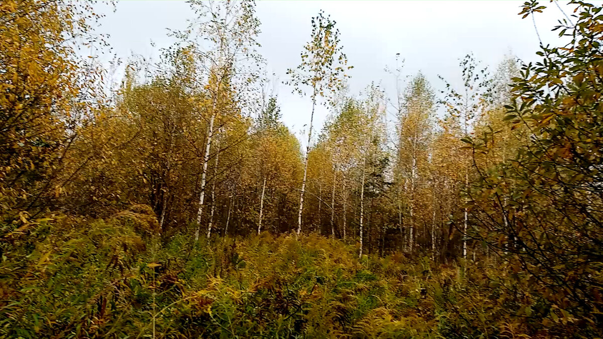 Наша родная золотая осень