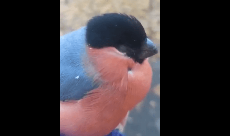    Скриншот видео "Снегирь наелся ягод"/ВК