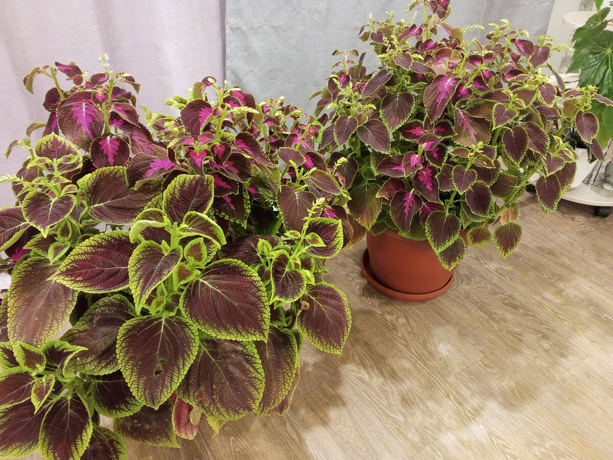 Колеусы в кашпо, занесла домой