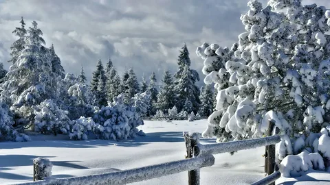 Яндекс.Картинки
