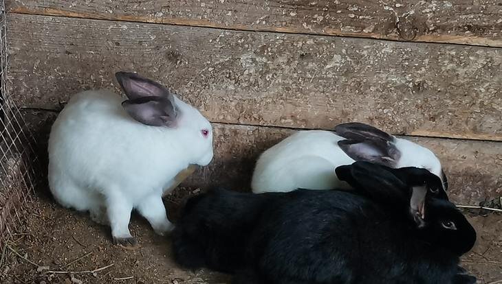    Можно ли кролику кожуру от мандарина