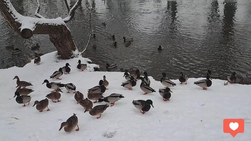 Утки зимой на озере