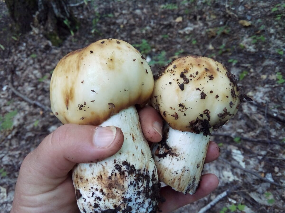 Грибы бычки на зиму. Валуй (Russula Foetens). Валуй (гриб). Кульбики грибы. Грибы бычки валуи.