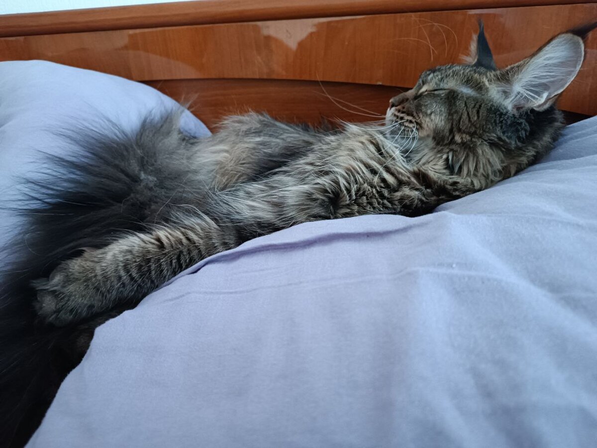 Кошка утром на подушке