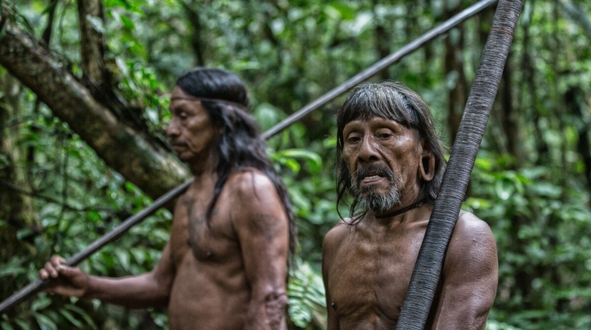 дэвид лазар племя дессана. индейцы ваорани эквадор. племя яномамо в джунглях амазонки. картины говарда терпнинг. бразилия племена амазонки.