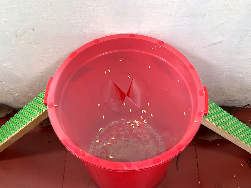 Лучшая крысоловка