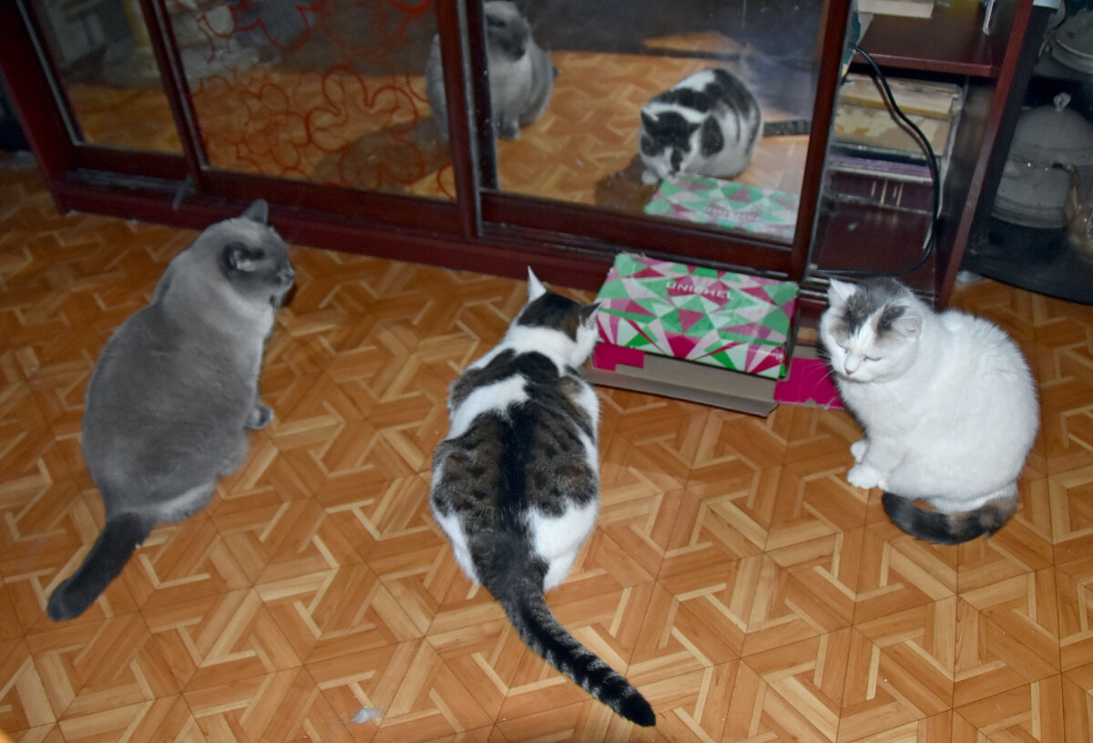 Томас, Степа и Пуша