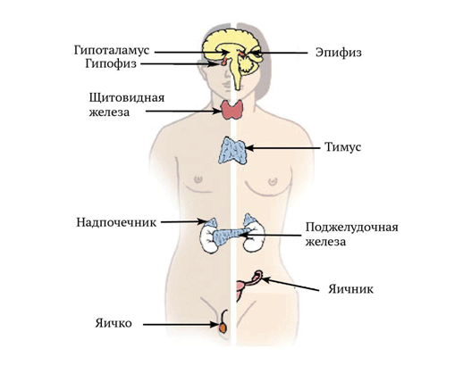 Источник: яндекс-картинки