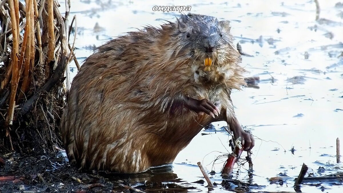 "Это еще почему?!!..."