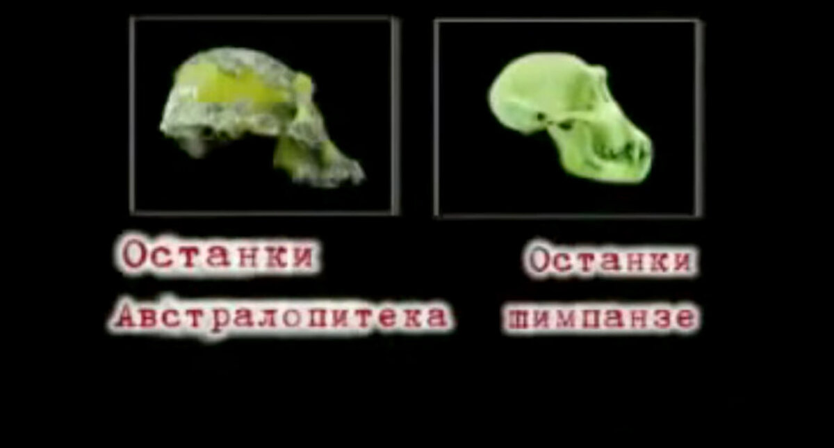 Альбина выгуливала собаку в Кирьят-Моцкине и провалилась в люк