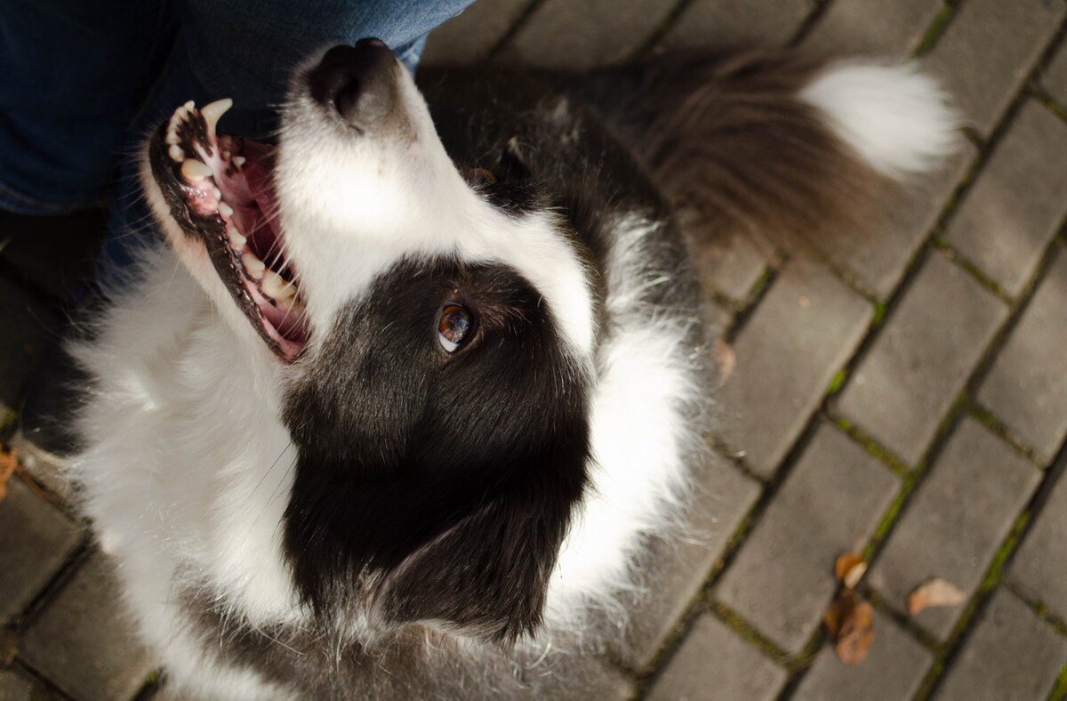 Баста обожает смотреть на меня, но это не встроенная функция