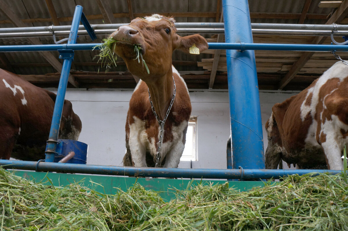 Производство говядины остается проблемным вопросом. @ ГАВРИЛЕНКО АГРОПРОМ.