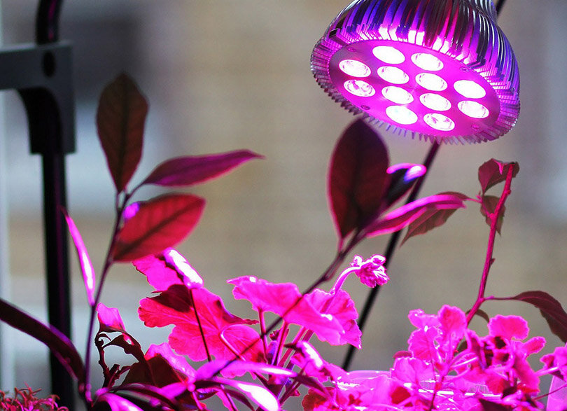 Как выбрать идеальную лампу для подсветки рассады и комнатных растений