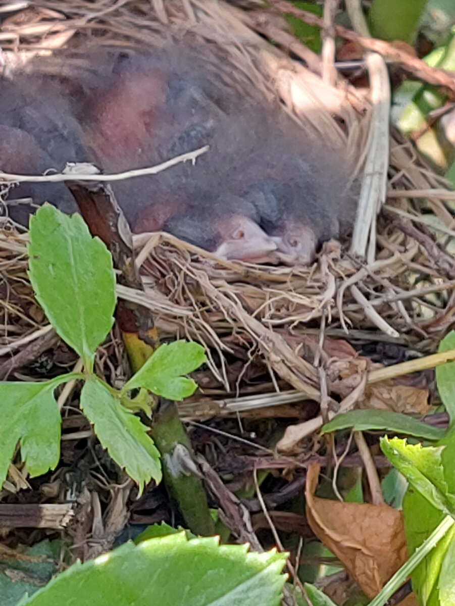 Вылупились птенчики